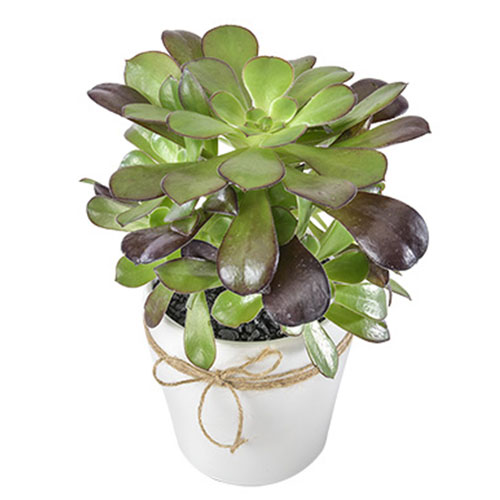 Succulent plant in pot