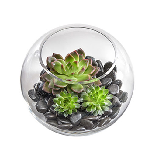 Succulent plant in round glass bowl