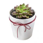 Small succulent plant in pot
