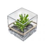 Small succulent in square glass vase