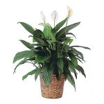 Large green plant in basket